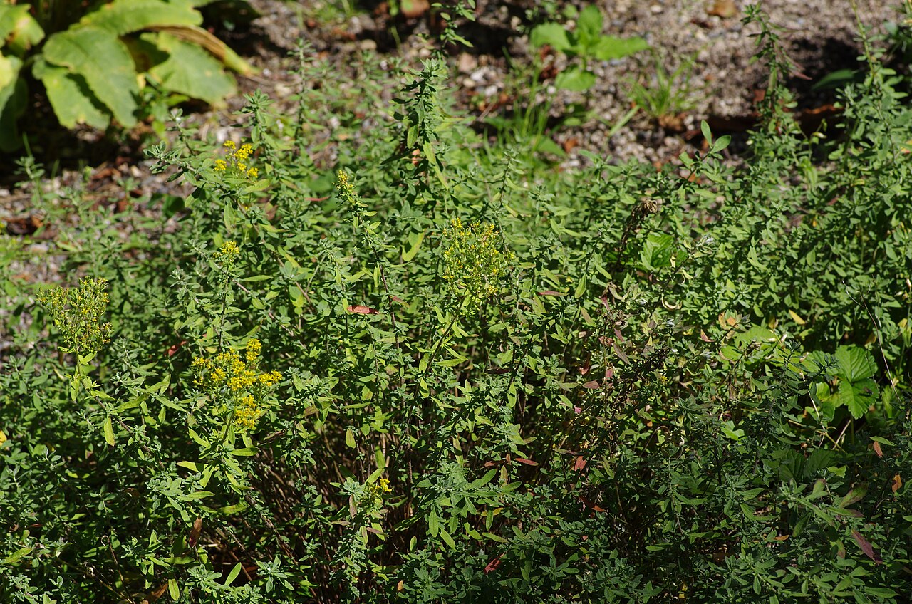 Alyssum lenense: Alyssum lenense at the ÖBG Bayreuth