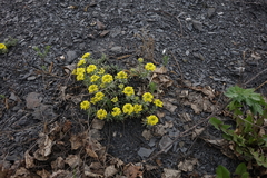 Alyssum lenense (Alyssum lenense)