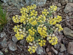 Alyssum lenense (Alyssum lenense)