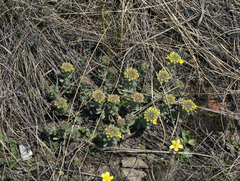Alyssum lenense (Alyssum lenense)