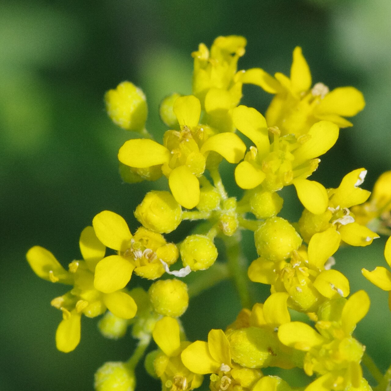 Alyssum lenense: Alyssum lenense at the ÖBG Bayreuth