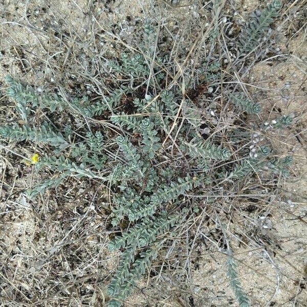 Alyssum loiseleurii (Alyssum loiseleurii)