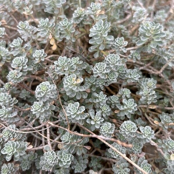 Alyssum loiseleurii (Alyssum loiseleurii)