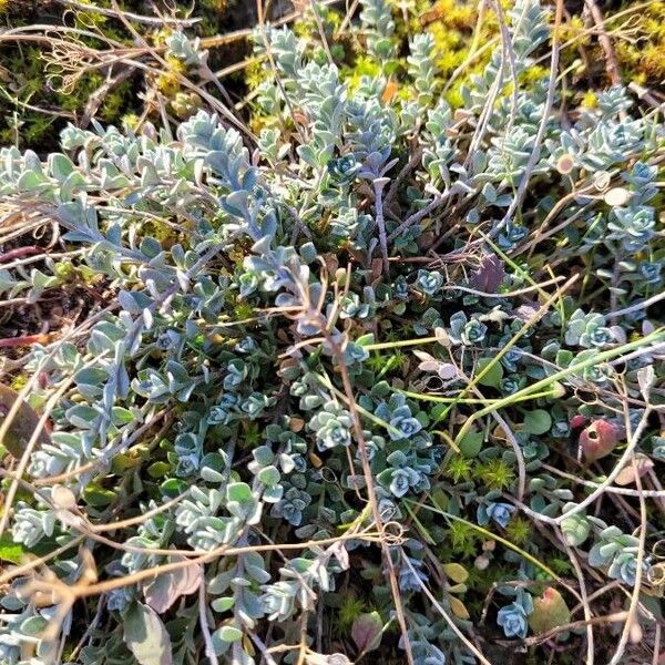 Alyssum loiseleurii (Alyssum loiseleurii)