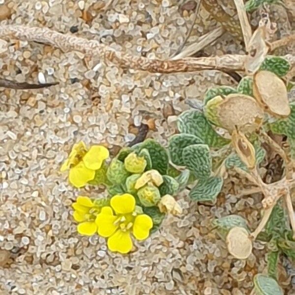 Alyssum loiseleurii (Alyssum loiseleurii)