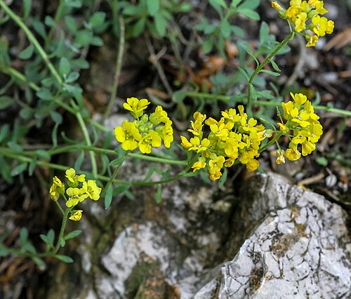 Alyssum montanum: Alpengarten Villacher Alpe : Berg-Steinkraut