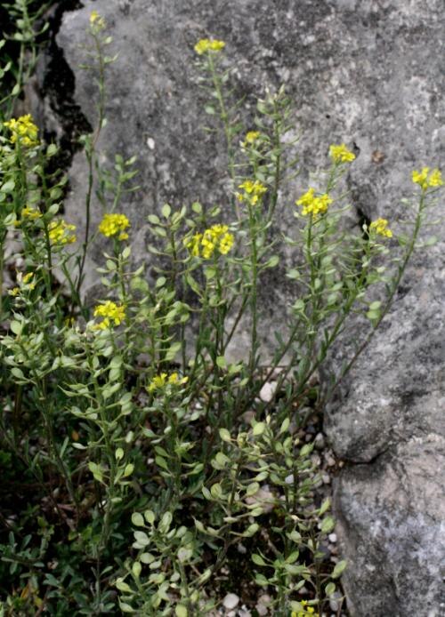 Alyssum montanum: Alyssum montanum
