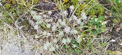 Alyssum montanum (Alyssum montanum)