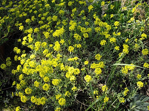 Alyssum montanum: Alyssum montanum