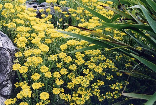 Alyssum montanum: Alyssum montanum