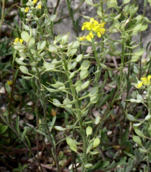 Alyssum montanum: Alyssum montanum