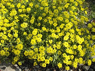Alyssum montanum: Alyssum montanum