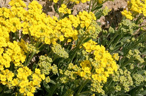 Alyssum montanum: Alyssum montanum
