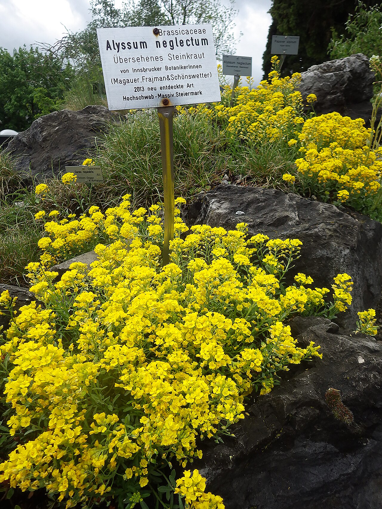 Alyssum neglectum: Das Hochschwab-Steinkraut ( Alyssum neglectum ) ist eine 2014 neu beschriebene Art – sie kommt weltweit ausschließlich auf dem Hochschwabmassiv in der Steiermar