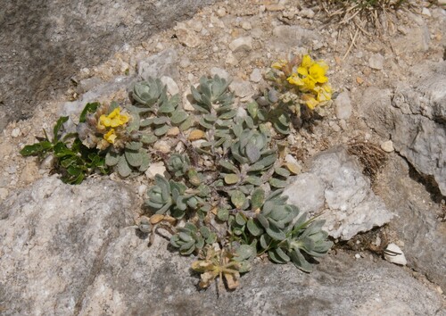Alyssum pirinicum (Alyssum pirinicum)