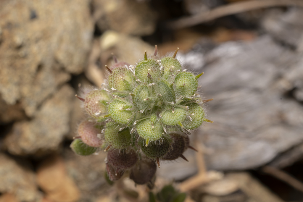 Alyssum pogonocarpum (Alyssum pogonocarpum)