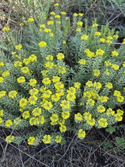 Alyssum pulvinare (Alyssum pulvinare)