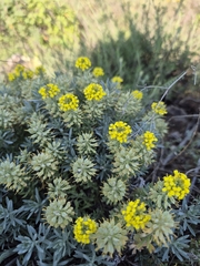 Alyssum pulvinare (Alyssum pulvinare)
