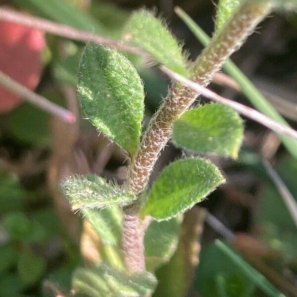 Alyssum (Alyssum simplex)
