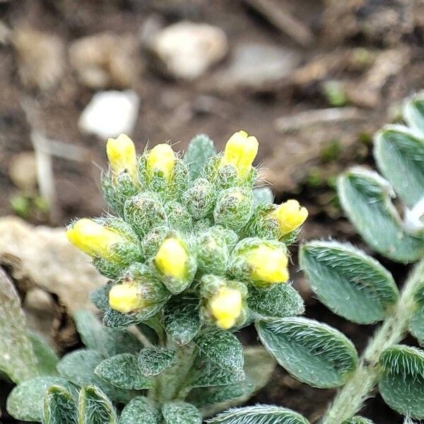 Alyssum (Alyssum simplex)