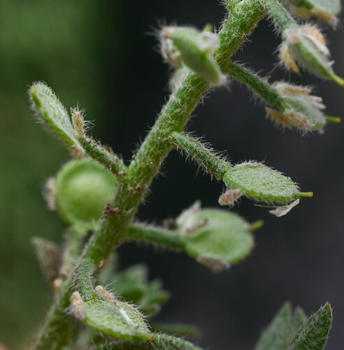 Alyssum (Alyssum simplex)