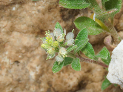 Alyssum (Alyssum simplex)