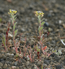 Alyssum (Alyssum simplex)
