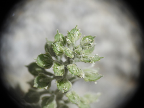 Alyssum (Alyssum simplex)