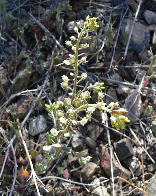 Alyssum: Alyssum simplex at Willow Spring of Willow Creek, Cold Creek area, Spring Mountains, southern Nevada