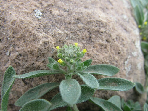 Alyssum (Alyssum simplex)