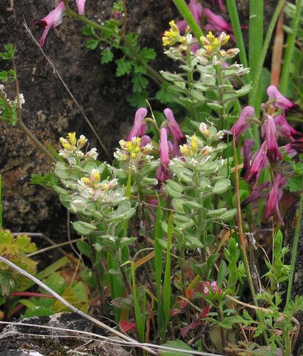 Alyssum (Alyssum simplex)