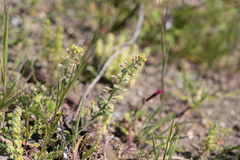 Alyssum (Alyssum strigosum)