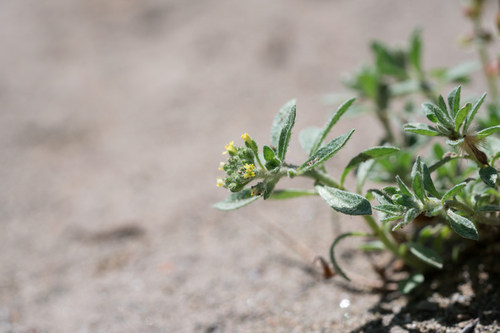 Alyssum (Alyssum strigosum)