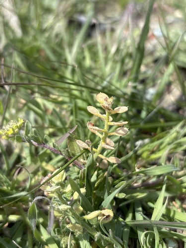 Alyssum (Alyssum strigosum)