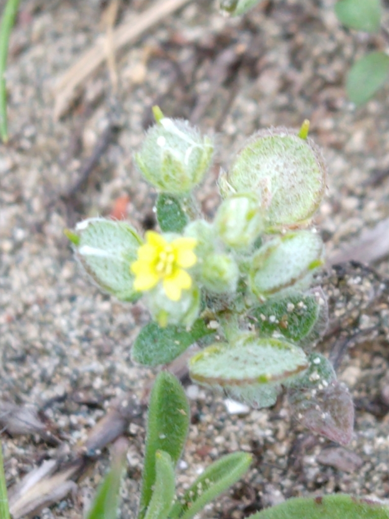 Alyssum (Alyssum strigosum)