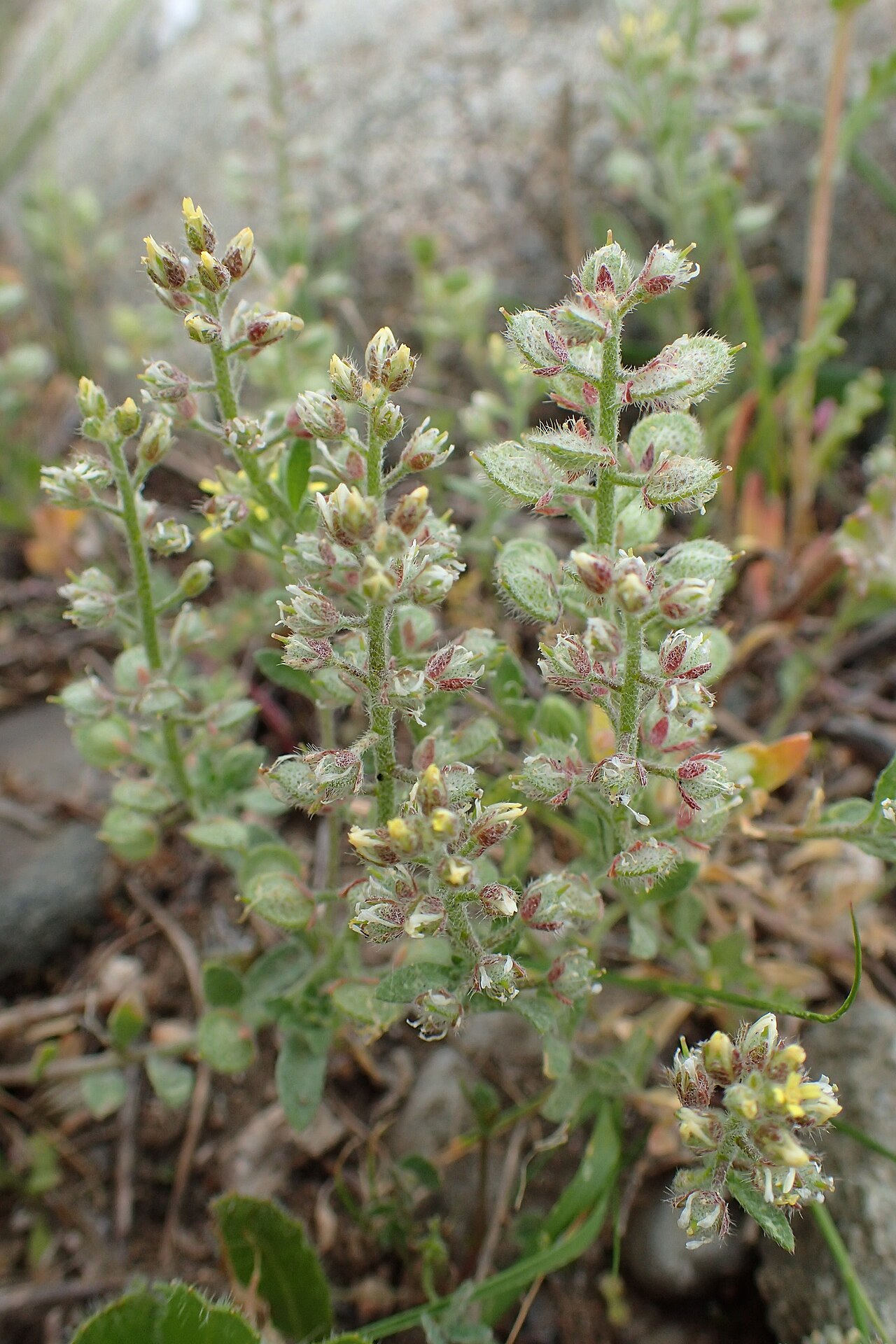 Alyssum: Alyssum strigosum in Kotsiatis, Cyprus