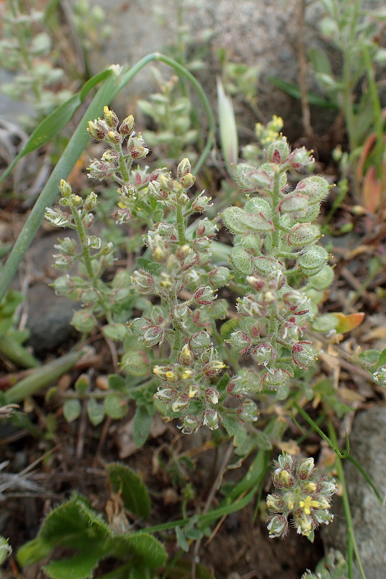 Alyssum: Alyssum strigosum in Kotsiatis, Cyprus