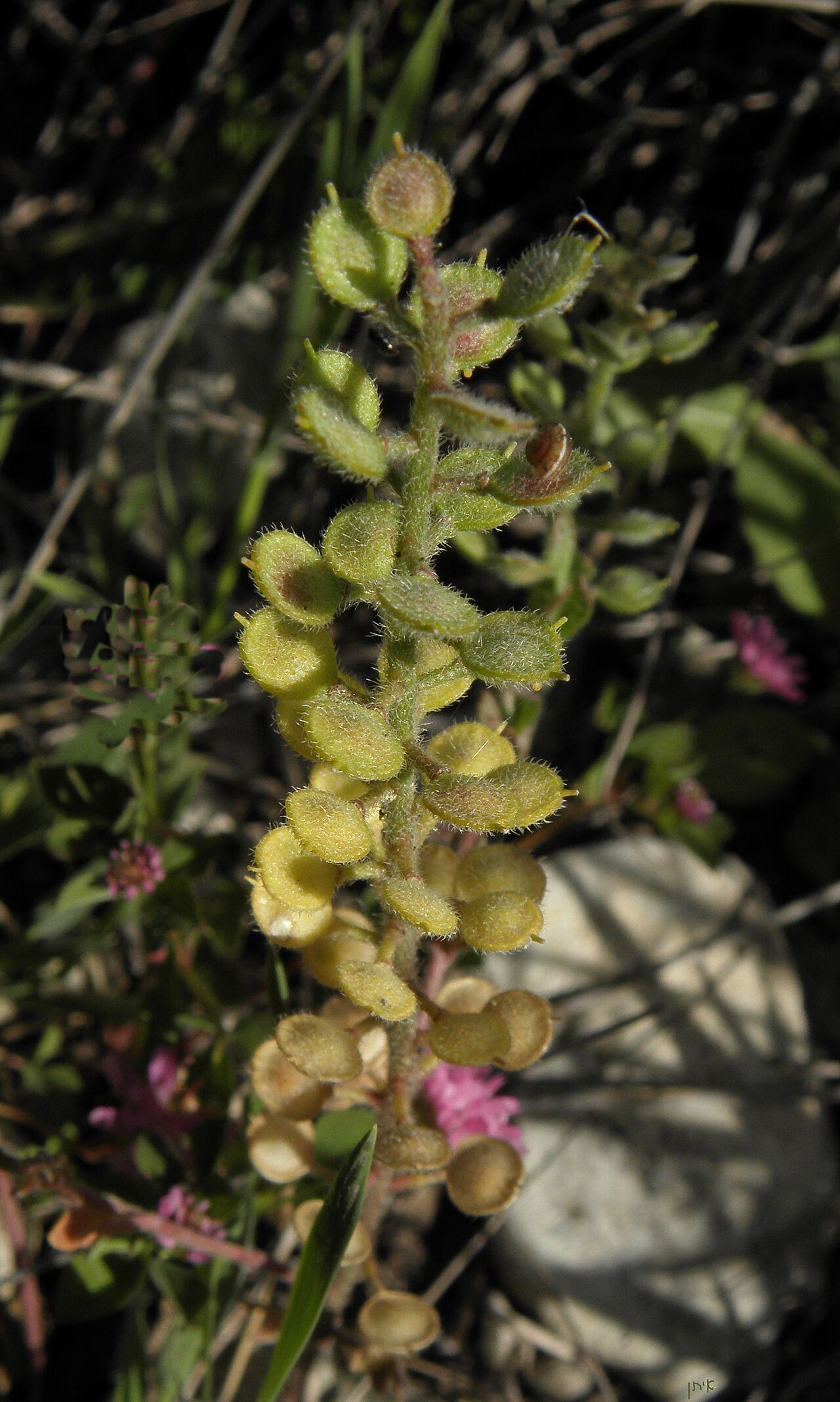 Alyssum: Fruits of Alyssum strigosum אליסון זיפני - יקנעם