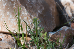 Alyssum (Alyssum strigosum)