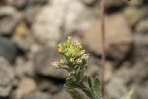 Alyssum (Alyssum strigosum)
