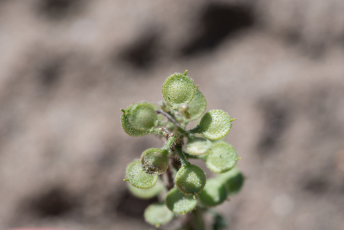 Alyssum (Alyssum strigosum)
