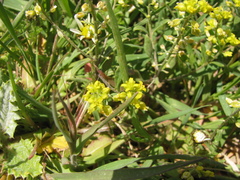 Szowits' madwort (Alyssum szovitsianum)