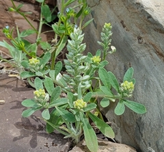 Szowits' madwort (Alyssum szovitsianum)