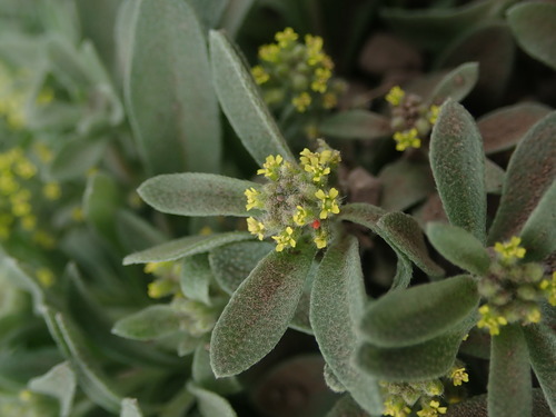 Szowits' madwort (Alyssum szovitsianum)