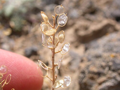 Desert madwort: The fruits show the characteristic persistent replum (placenta) and septum (translucent wall between the two seed compartments) have the pod walls (valves) have