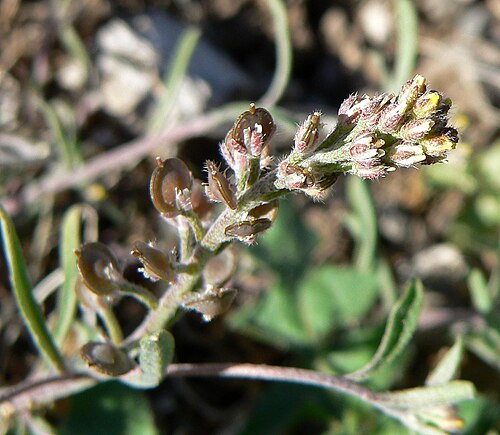 Desert madwort: Alyssum desertorum var. desertorum near Camp Bonanza Road about 200 m south past the houses in Cold Creek, Spring Mountains, southern Nevada