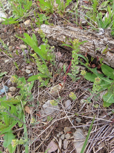 Desert madwort (Alyssum turkestanicum)