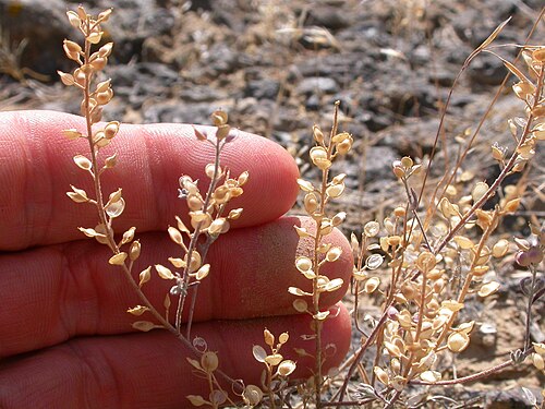 Desert madwort: The fruits show the characteristic persistent replum (placenta) and septum (translucent wall between the two seed compartments) have the pod walls (valves) have