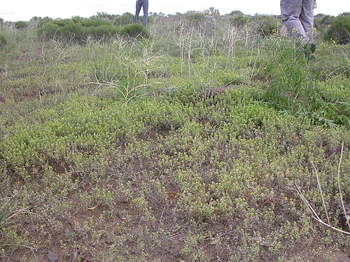 Desert madwort: Alyssum desertorum co-occurring the Sisymbrium altissimum in a highly disturbed (burned and bull-dozed) area