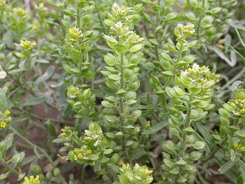 Desert madwort: Alyssum desertorum fruits - glabrous and compressed in the same plane as the septum